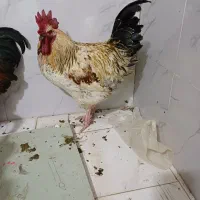 خروس محلی|حیوانات مزرعه|قدس, شهرک صنعتی زاگرس|دیوار