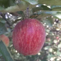 سیب درجه۱سوپرلوکس