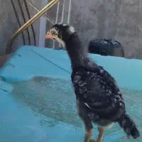 افغان
