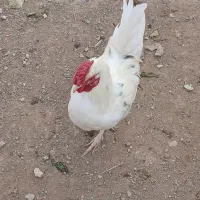 خروس گلین|حیوانات مزرعه|برخوار, |دیوار