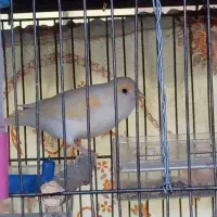 قناری  بالق موزایکی ۲تا ابلق