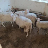 میش رمانف و رومن و ایلدوفرنس|حیوانات مزرعه|زالیان, |دیوار