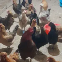 مرغ وار تخم گذار ۲۰ عدد دونه ای ۴۵۰