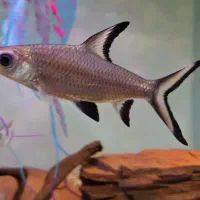 دیسکس آنجل، شارک سیلور ،انجل