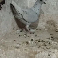 دوتا نر الماسی|پرنده|کوهمره, |دیوار