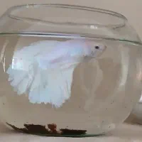 دو جفت ماهی فایتر کلکسیونی کمیاب|ماهی|مشهد, سازمان آب|دیوار