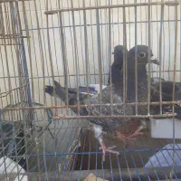 کبوتر فروش بعلت جا نداشتن تکی یا یه جایی فروشی