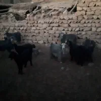 تعداد۳۰ راس بز وبی|حیوانات مزرعه|پلدختر, |دیوار