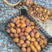 رطب|خوردنی و آشامیدنی|اصفهان, بهارستان|دیوار