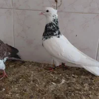 چن جفت طوقی عاس