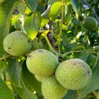 فروش نهال میوه و خشکبار لیبل‌دار|خدمات باغبانی و درختکاری|شیراز, باغ تخت|دیوار