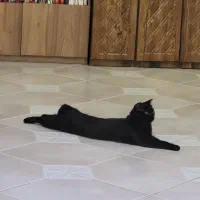 واگذاری اسکاتیش فولد بلک|گربه|کرج, ساماندهی|دیوار