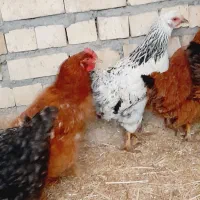 مرغ محلی تخمی|حیوانات مزرعه|فریمان, |دیوار