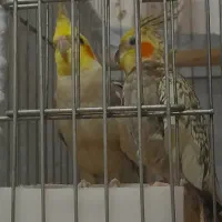 عروس هلندی جفت نرو ماده