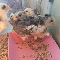 جوجه گلین|حیوانات مزرعه|مبارکه, |دیوار