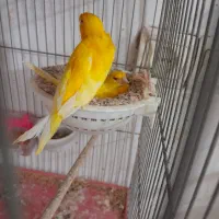 قناری جفت طلایی مولد آماده تخم