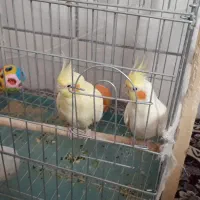 عروس هلندی|پرنده|برخوار, |دیوار