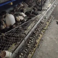 بلدرچین تخمگذار