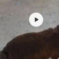 نره نر جمعی