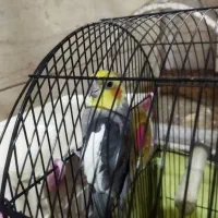 عروس هلندی|پرنده|تهران, محمودیه|دیوار