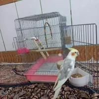 عروس هلندی ابلغ دستی ، سخنگو با قفس و لوازم کامل|پرنده|فولادشهر, سایت صنعتی کاوه|دیوار