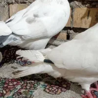 ۶عدد کبوتر.پروندنی|پرنده|شادگان, |دیوار