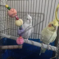 عروس هلندی جفت|پرنده|فردیس, شهرک ناز|دیوار