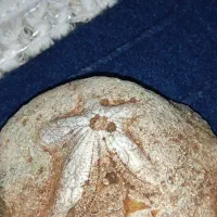 سنگهای کلکسیونی|کلکسیون اشیاء عتیقه|تکاب, |دیوار