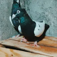 سینه سیاه کله زرد کله انابی سینه طلایی جفتگاه|پرنده|مشهد, گلشور|دیوار