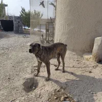 سگ نگهبان با نژاد دار