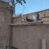 کبوتر|پرنده|سلطانیه, |دیوار