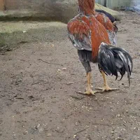 خروس لاری|حیوانات مزرعه|رشت, شکار اسطلخ|دیوار