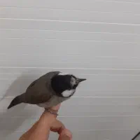 یک عدد قناری در ملاثانی|پرنده|باوی, |دیوار