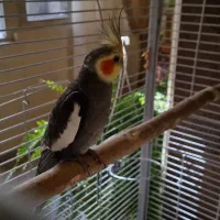 عروس هلندی نر و ماده|پرنده|تهران, سازمان برنامه شمالی|دیوار