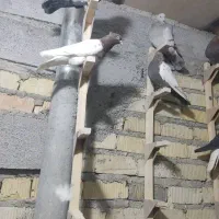 کفتر|پرنده|شیراز, شهرک صادقیه|دیوار