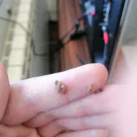 حلزون شیپوری مالزیایی