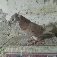 کفتر پرشی|پرنده|صباشهر, |دیوار