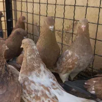 کله هندی یا سرخ