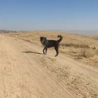 ماده قهدریجانی ریشی