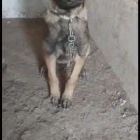 سگ مخصوص نگهبانی.  نژاد مالینیوز اصلی