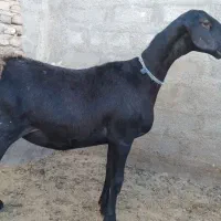 بره|حیوانات مزرعه|بوژگان, |دیوار