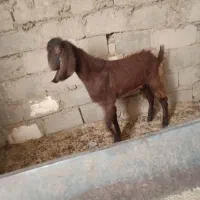 بز مری با کهر|حیوانات مزرعه|هیرمند, |دیوار