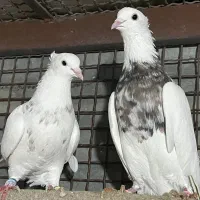 طوقی|پرنده|همدان, |دیوار