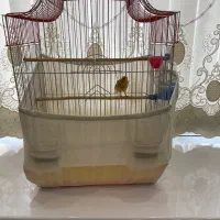 قناری نر طلایی به همراه قفس و چند تا جا دونی و...