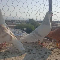 سه عدد گرفتنی آس هرنر