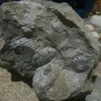 سنگ فسیل