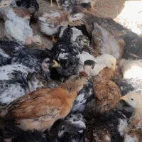 چوری ملگر و کاکلی|حیوانات مزرعه|اردکان, |دیوار