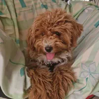 سگ از نژاد پودل|سگ|کاشان, شهرک امیرالمومنین|دیوار