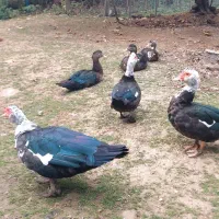 فروش اردک اسرائیلی