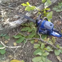 باغبانی(هرسکاری  درختکاری  قطع و برش درخت با اره)